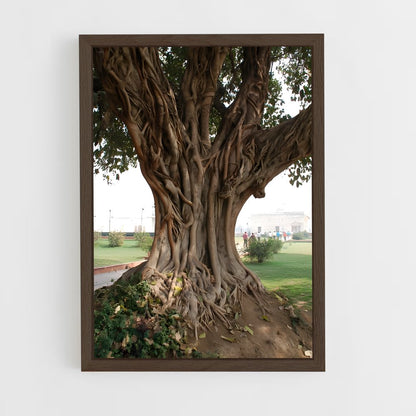 ap-banyan tree-4 cadre Bois foncé