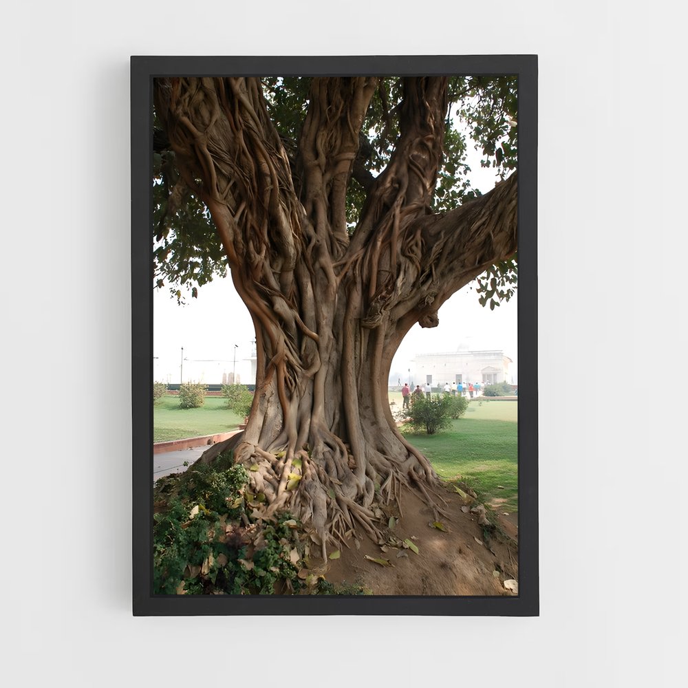 ap-banyan tree-4 cadre Noir
