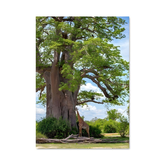 Poster Sous l'Ombre du Baobab
