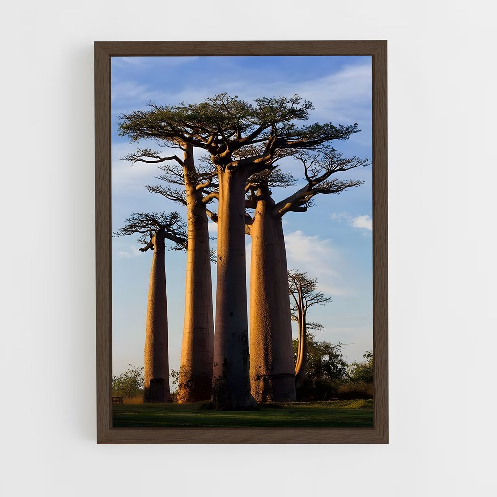 ap-baobab-3 cadre Bois foncé