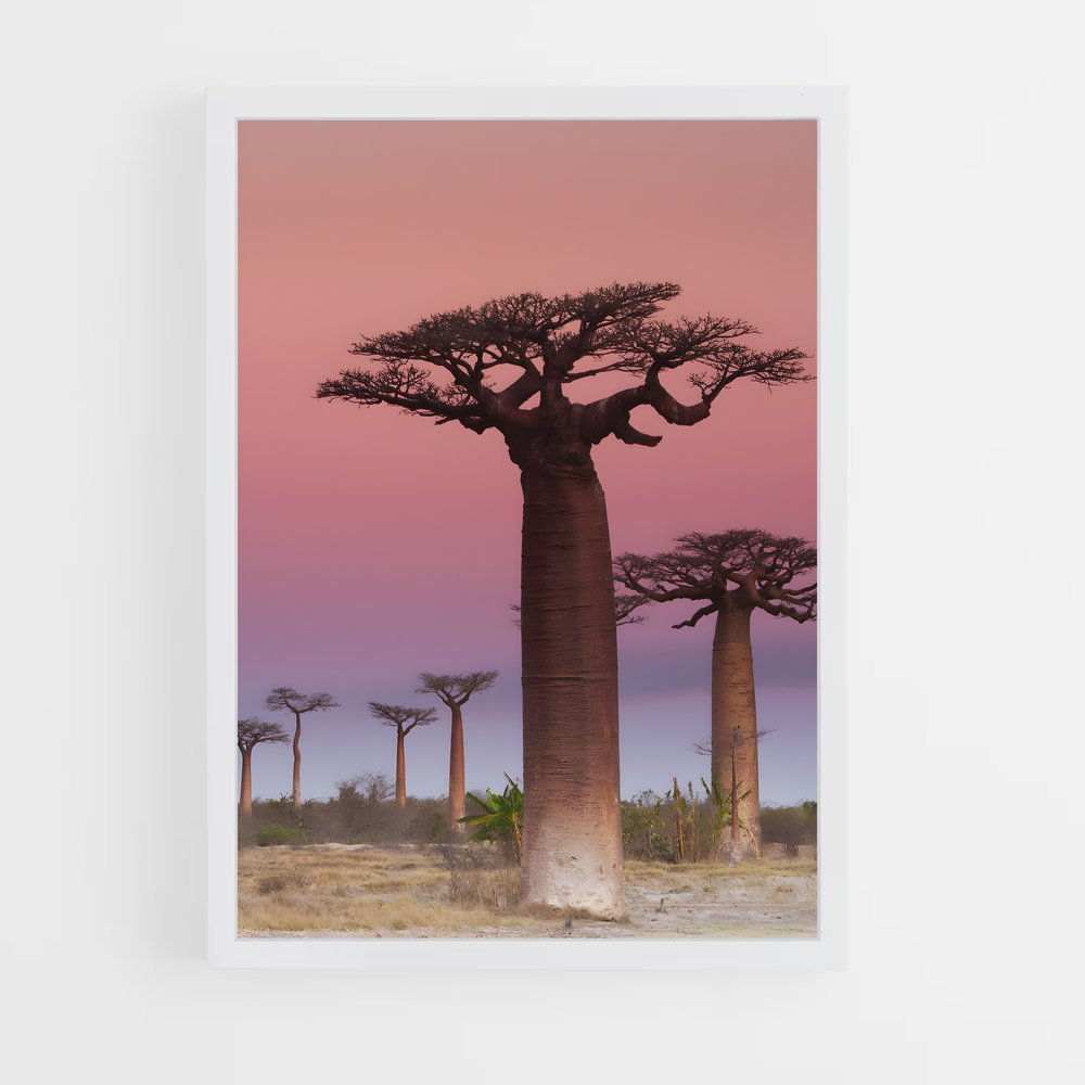 ap-baobab-5 cadre Blanc