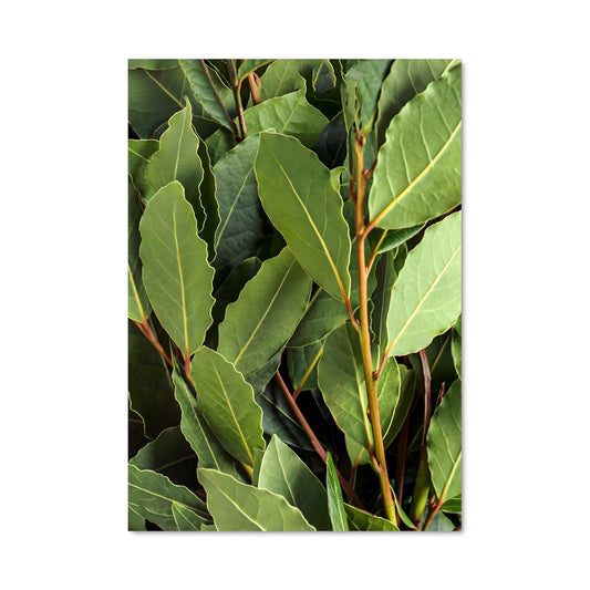 Poster Bay leaves 24515