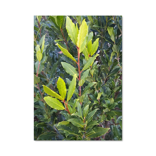 Poster Feuilles d'Embruns