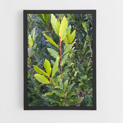 ap-bay leaves-5 cadre Noir