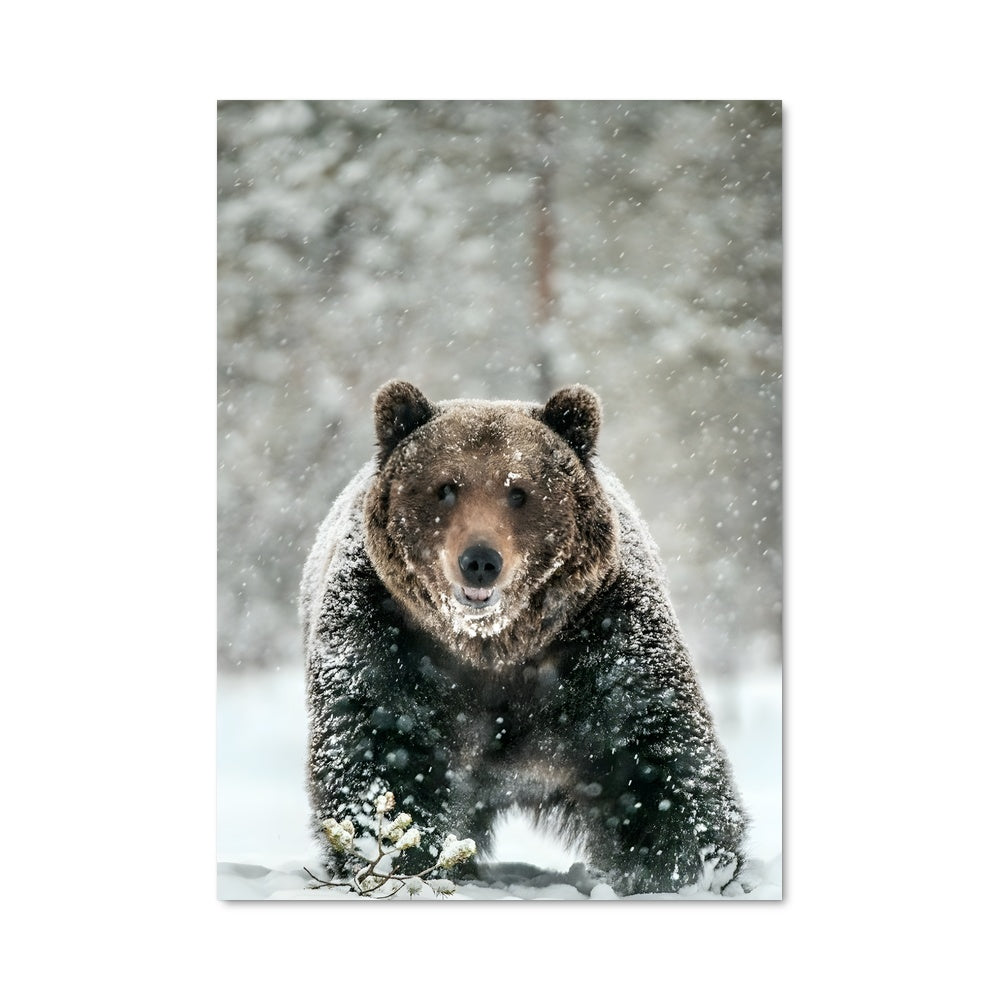 Poster L'Ours des Neiges