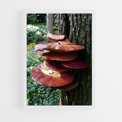 ap-beefsteak fungus-1 cadre Blanc