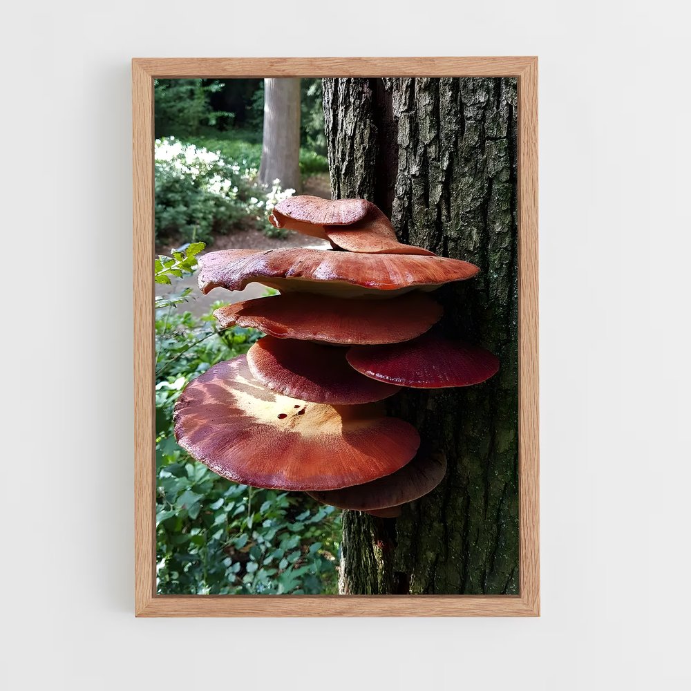 ap-beefsteak fungus-1 cadre Bois clair