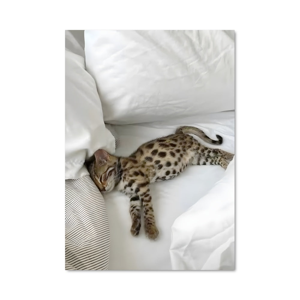 Poster Paresse Félinoïde