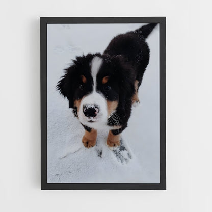 ap-bernese mountain dog-1 cadre Noir
