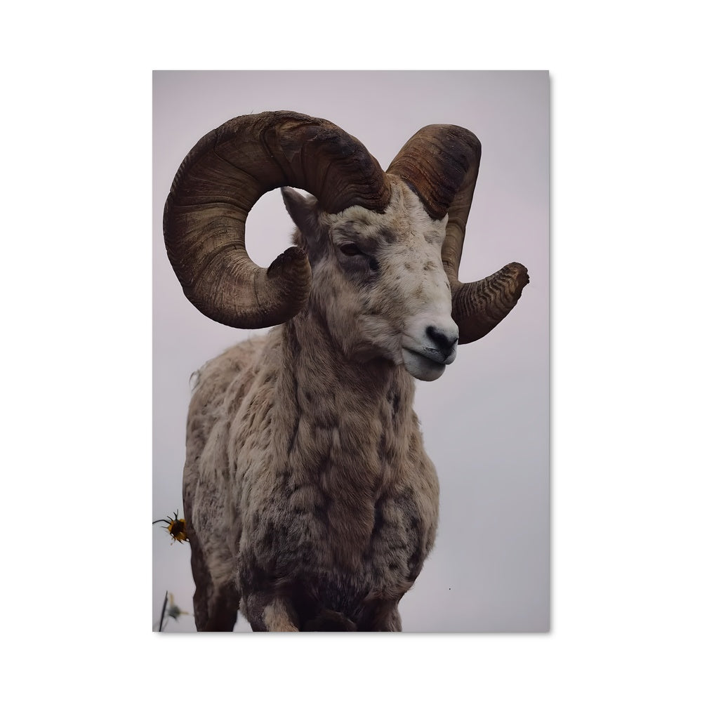 Poster La Fierté des Montagnes