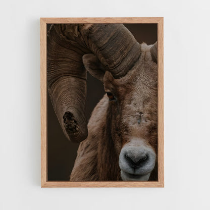 ap-bighorn sheep-9 cadre Bois clair