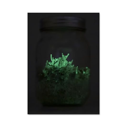 Poster Bioluminescent mushroom 94181