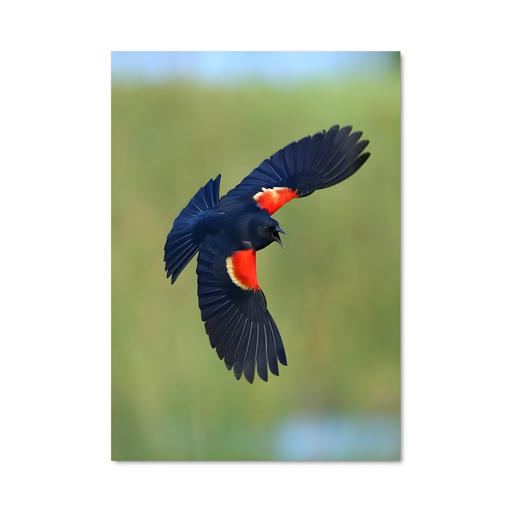 Poster Envol Libéré