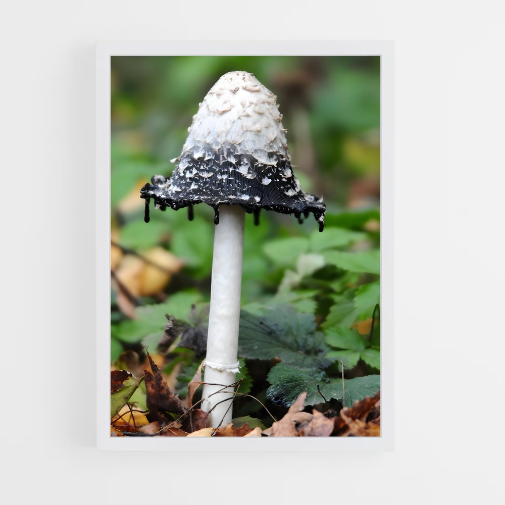ap-bleeding tooth fungus-1 cadre Blanc