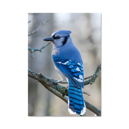 Poster Oiseau de Ciel