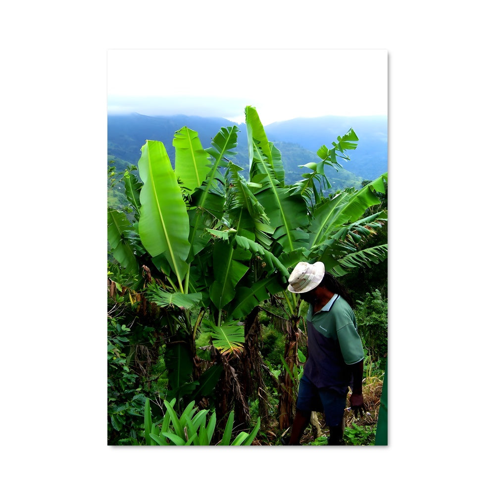 Poster Banane en Montagne