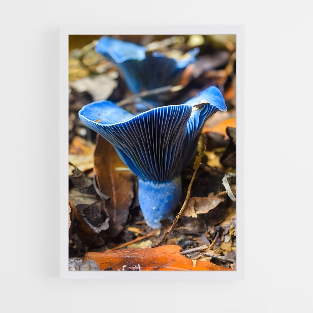 ap-blue oyster-2 cadre Blanc