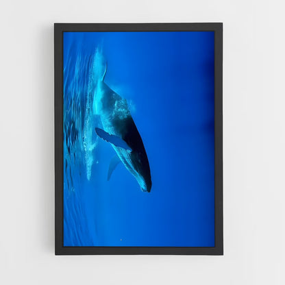 ap-blue whale-2 cadre Noir