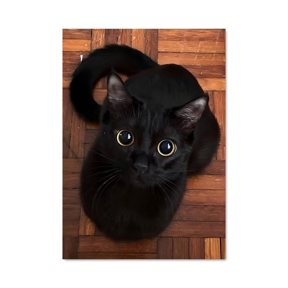 Poster Chat Nocturne