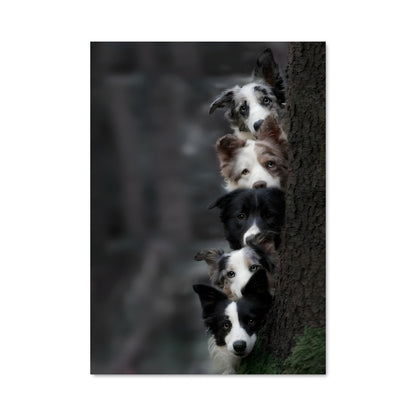 Poster Border Collie en Action