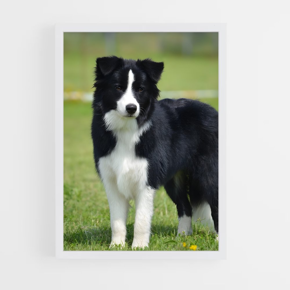 ap-border collie-3 cadre Blanc