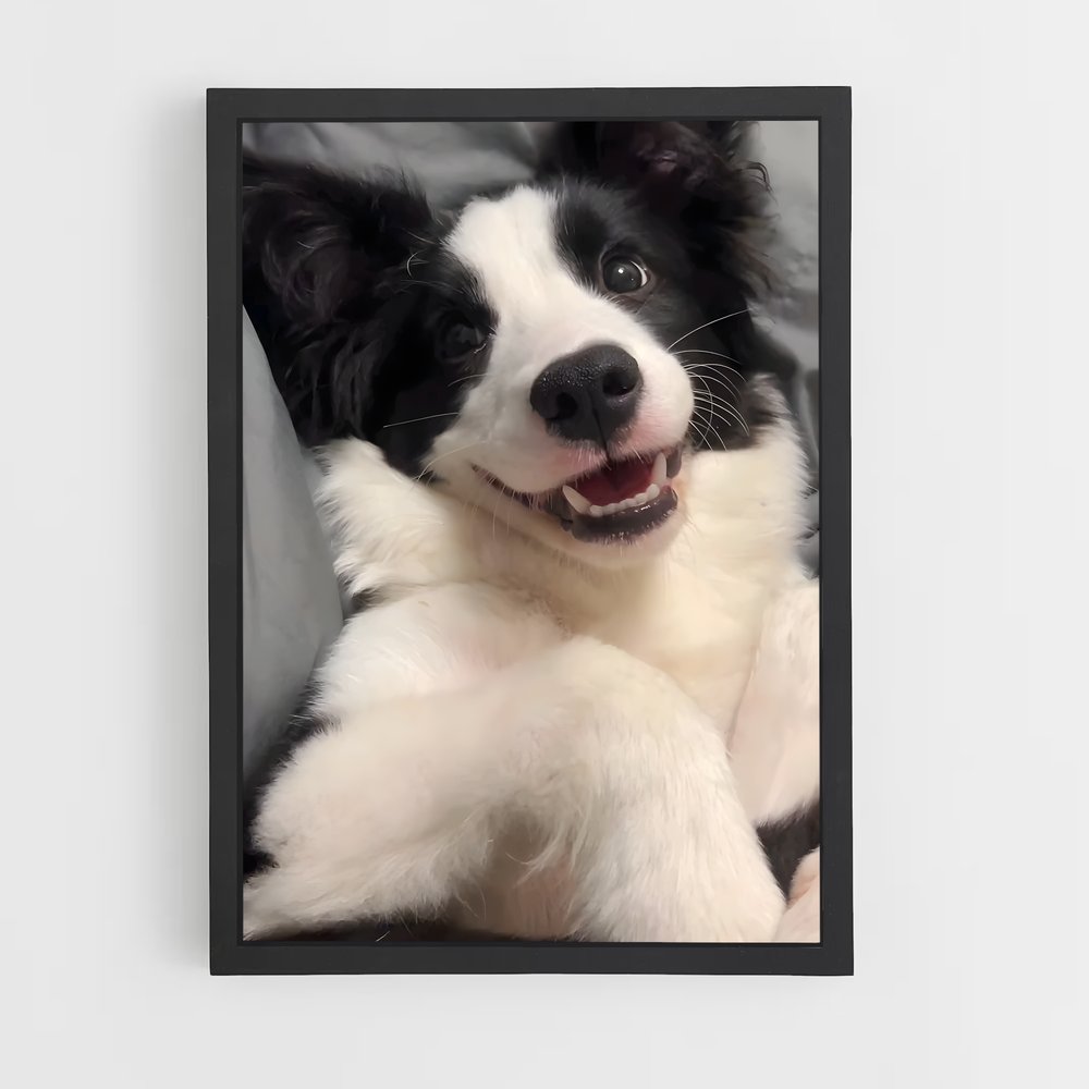 ap-border collie-6 cadre Noir