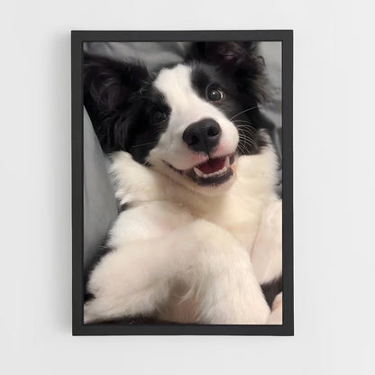 ap-border collie-6 cadre Noir