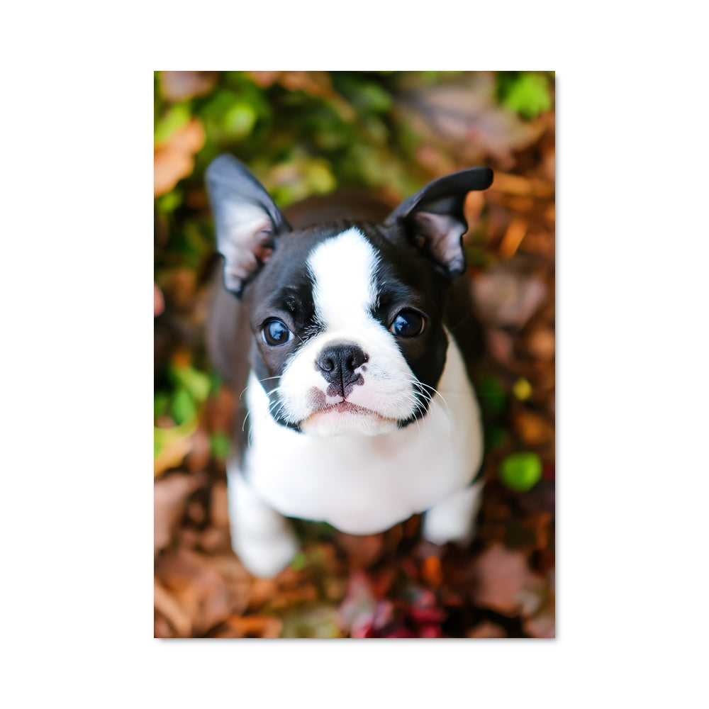 Poster Blue-eyed Buddy