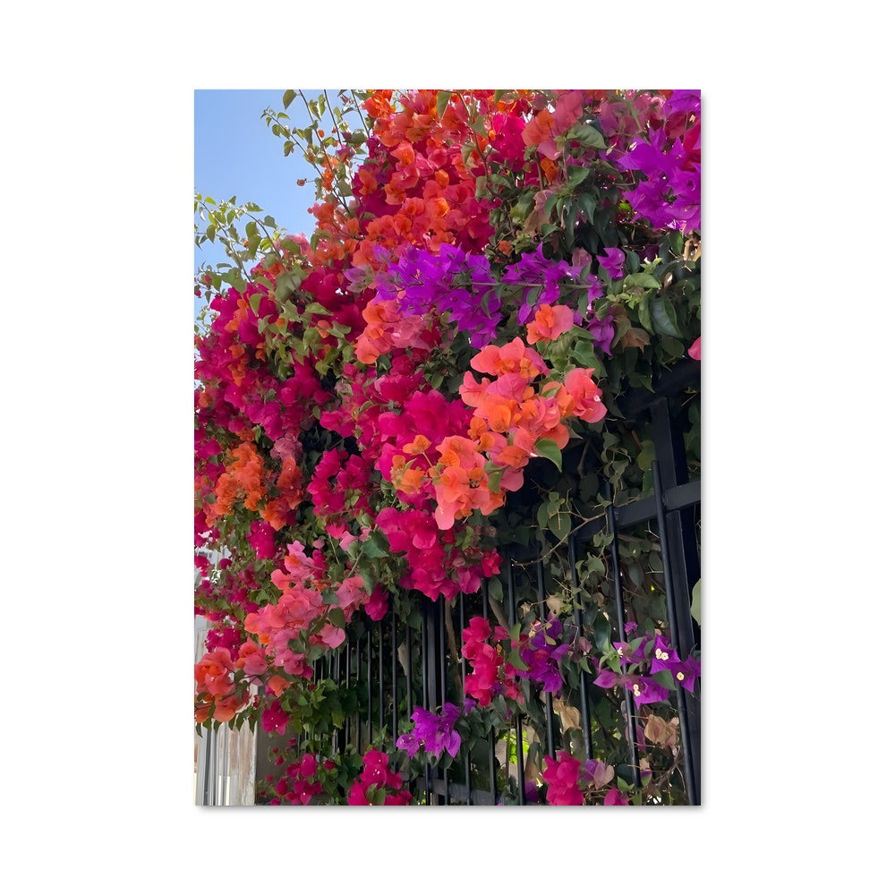 Poster Balcon de Bougainvilliers