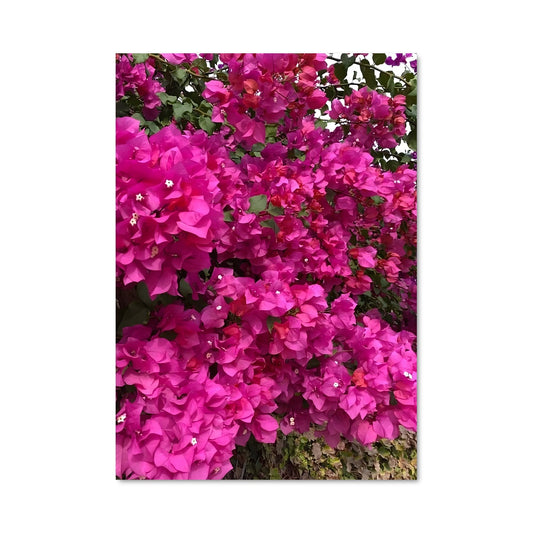 Poster Bougainvillea 96456