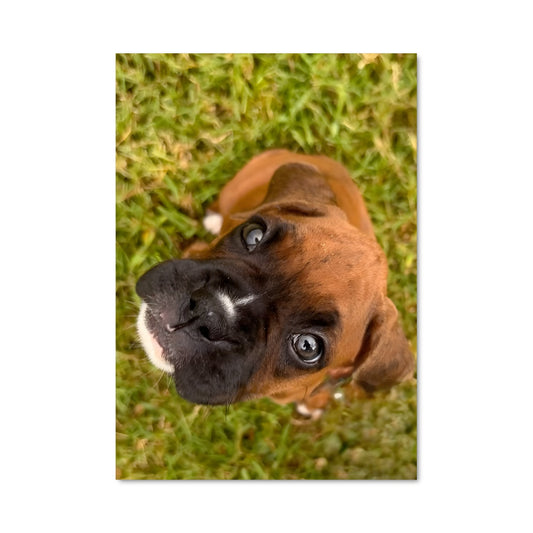 Poster Petit Regard Curieux