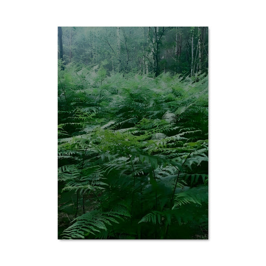 Poster Bracken fern 96406