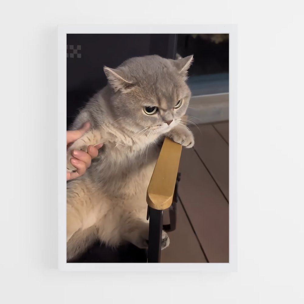 ap-british shorthair-2 cadre Blanc