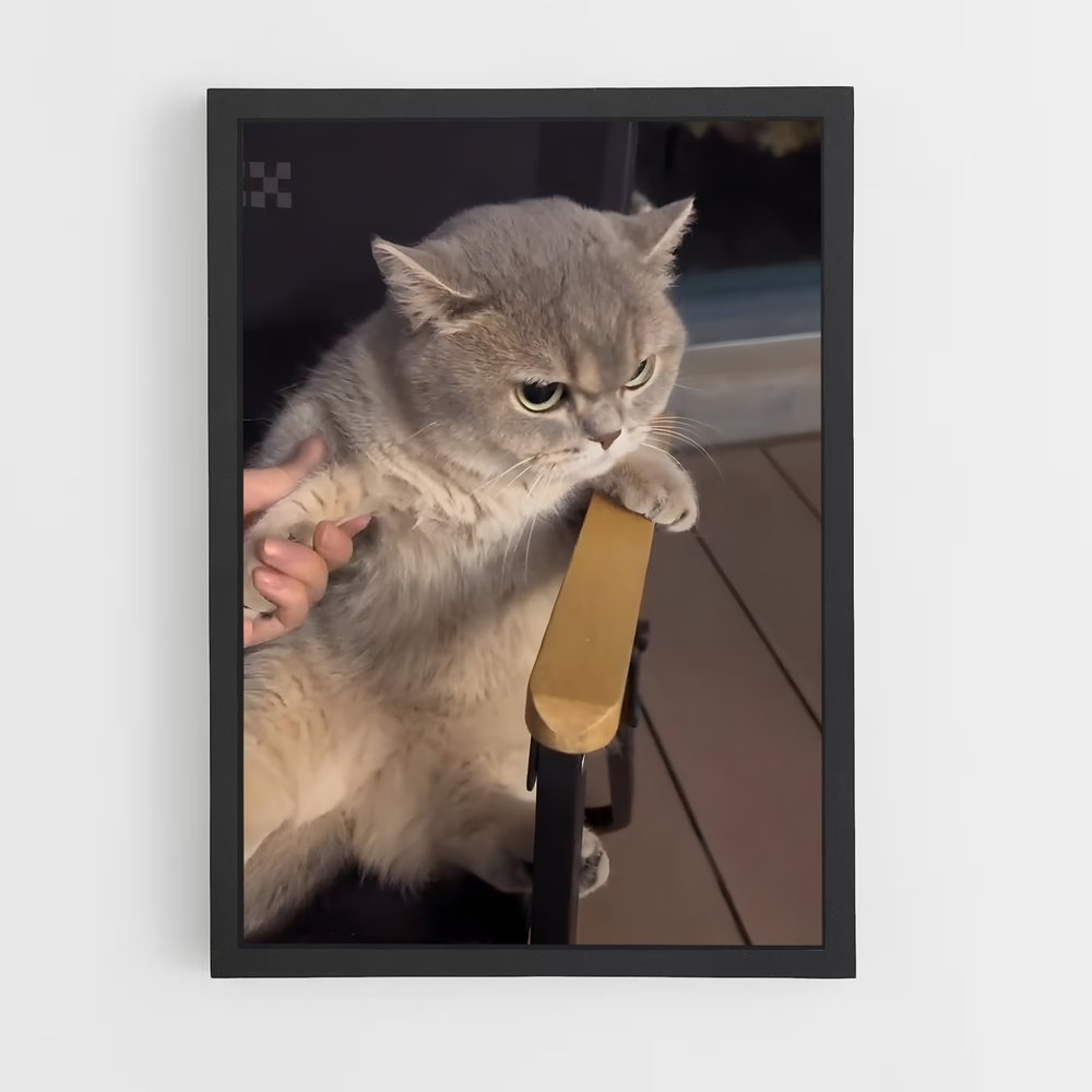ap-british shorthair-2 cadre Noir
