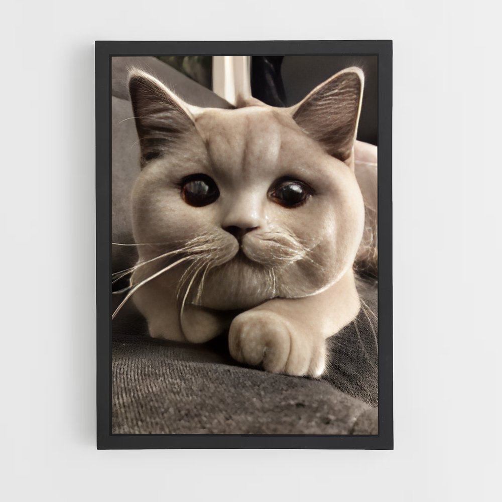 ap-british shorthair-3 cadre Noir