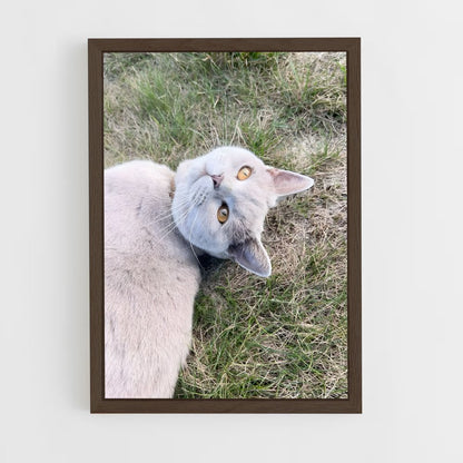 ap-british shorthair-4 cadre Bois foncé