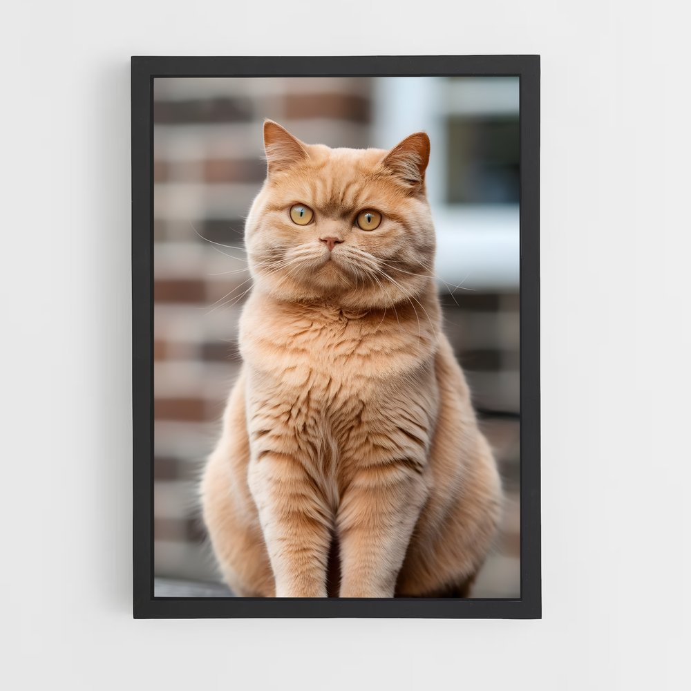 ap-british shorthair-5 cadre Noir