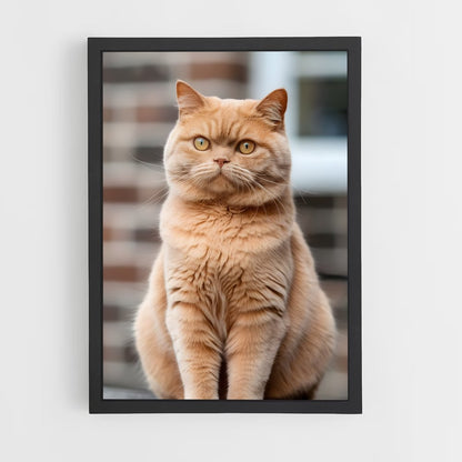 ap-british shorthair-5 cadre Noir