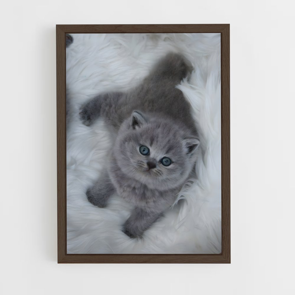 ap-british shorthair-7 cadre Bois foncé