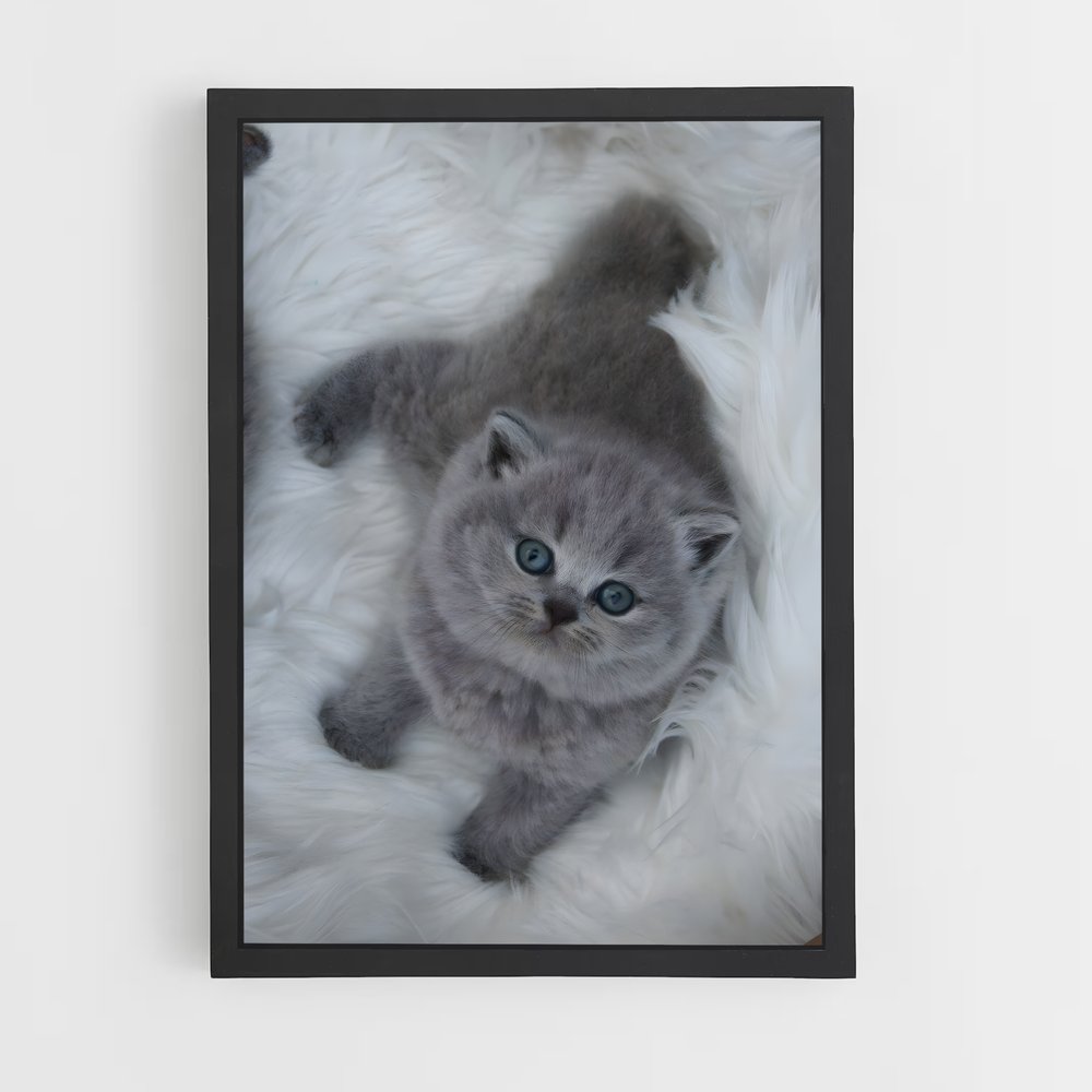 ap-british shorthair-7 cadre Noir