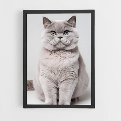 ap-british shorthair-8 cadre Noir