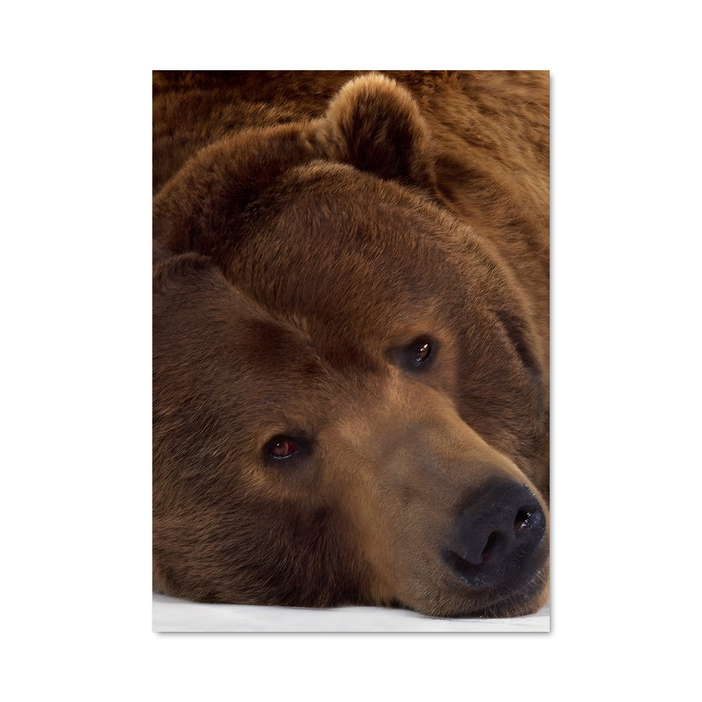 Poster Ours Paresseux