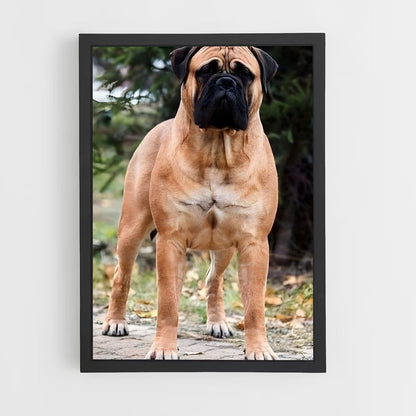 ap-bullmastiff-1 cadre Noir