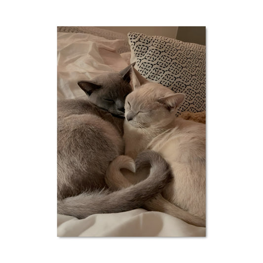 Poster Burmese 84694