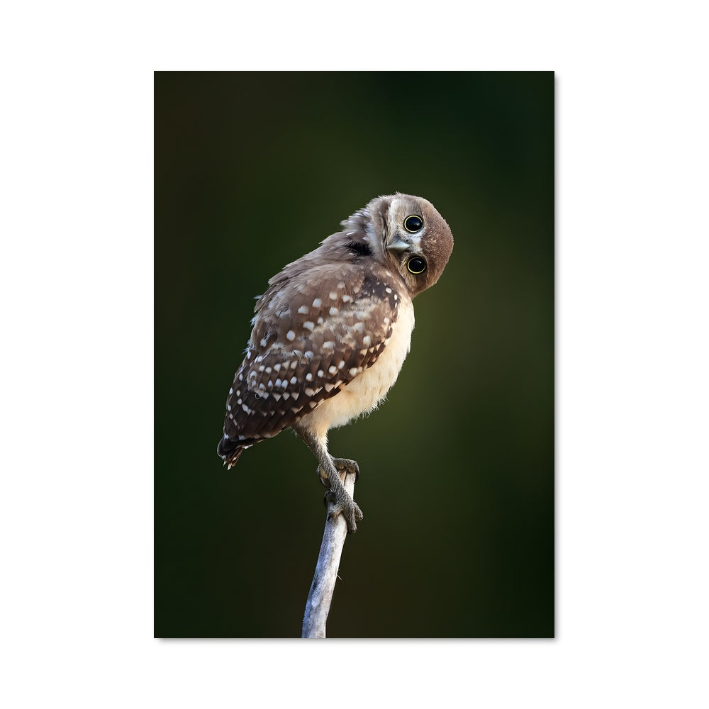 Poster Burrowing owl 83232