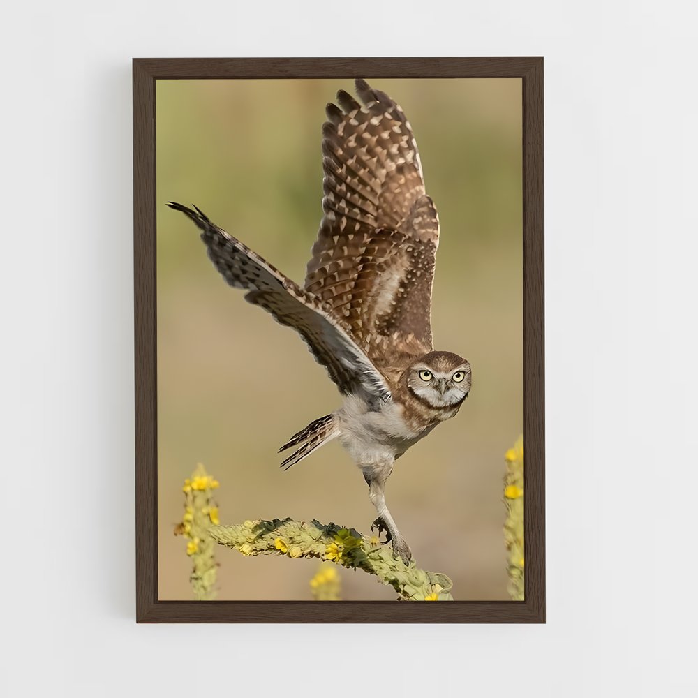 ap-burrowing owl-3 cadre Bois foncé