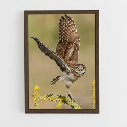 ap-burrowing owl-3 cadre Bois foncé