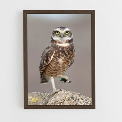 ap-burrowing owl-4 cadre Bois foncé