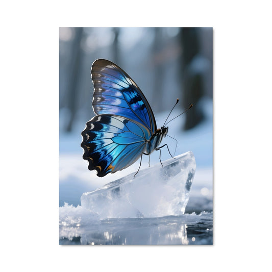 Poster Papillon Glacé