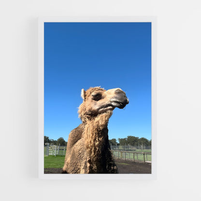 ap-camel-2 cadre Blanc
